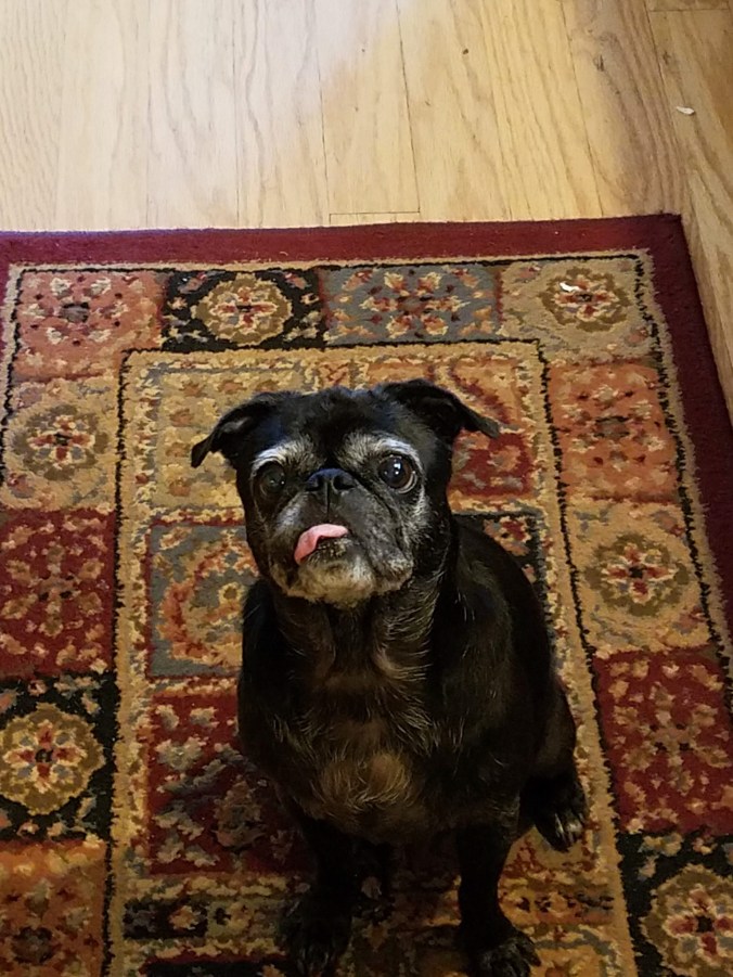 coco begging (2).jpg