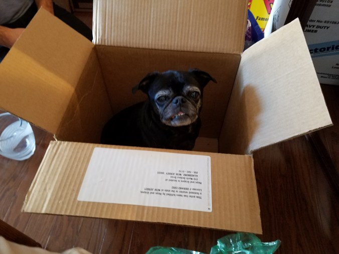 Coco in box.jpg