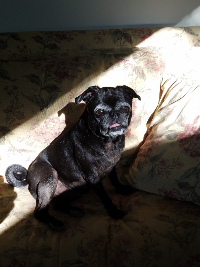 Coco in sunlight (2).jpg