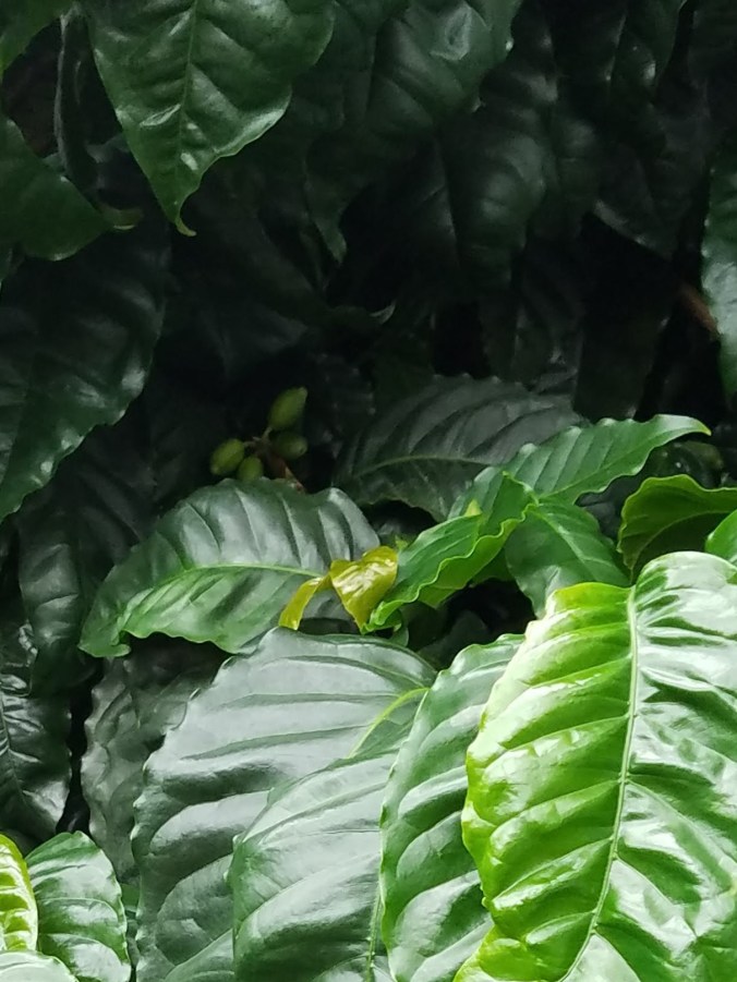 coffee beans (2).jpg