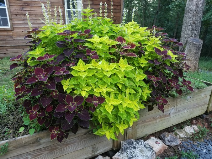 coleus 9.18.jpg