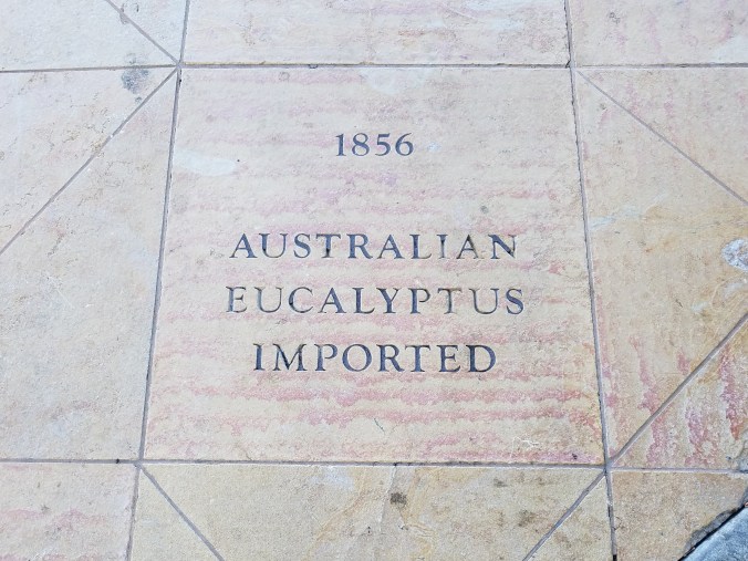 eucalyptus 1856 (2)