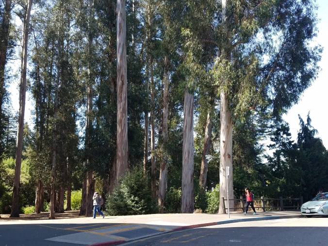 eucalyptus grove trunks4