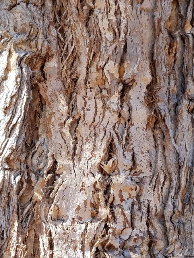 eucalyptus tree bark2