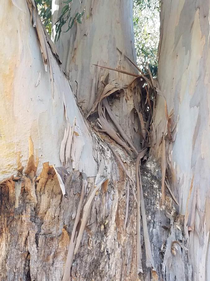 eucalyptus up closer still