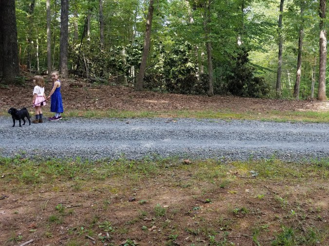 fallen tree1 (2).jpg