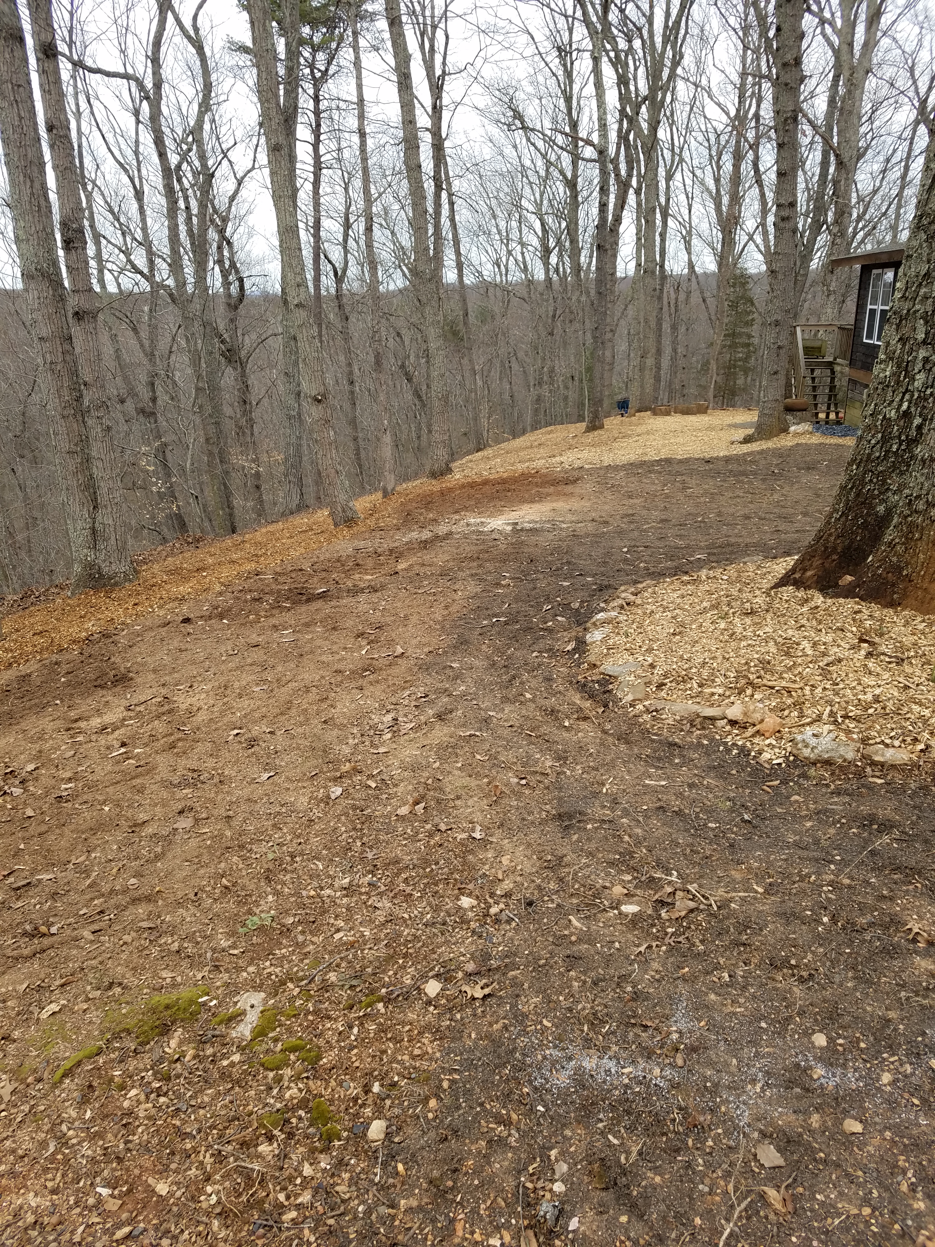 fallen tree4 gone.jpg