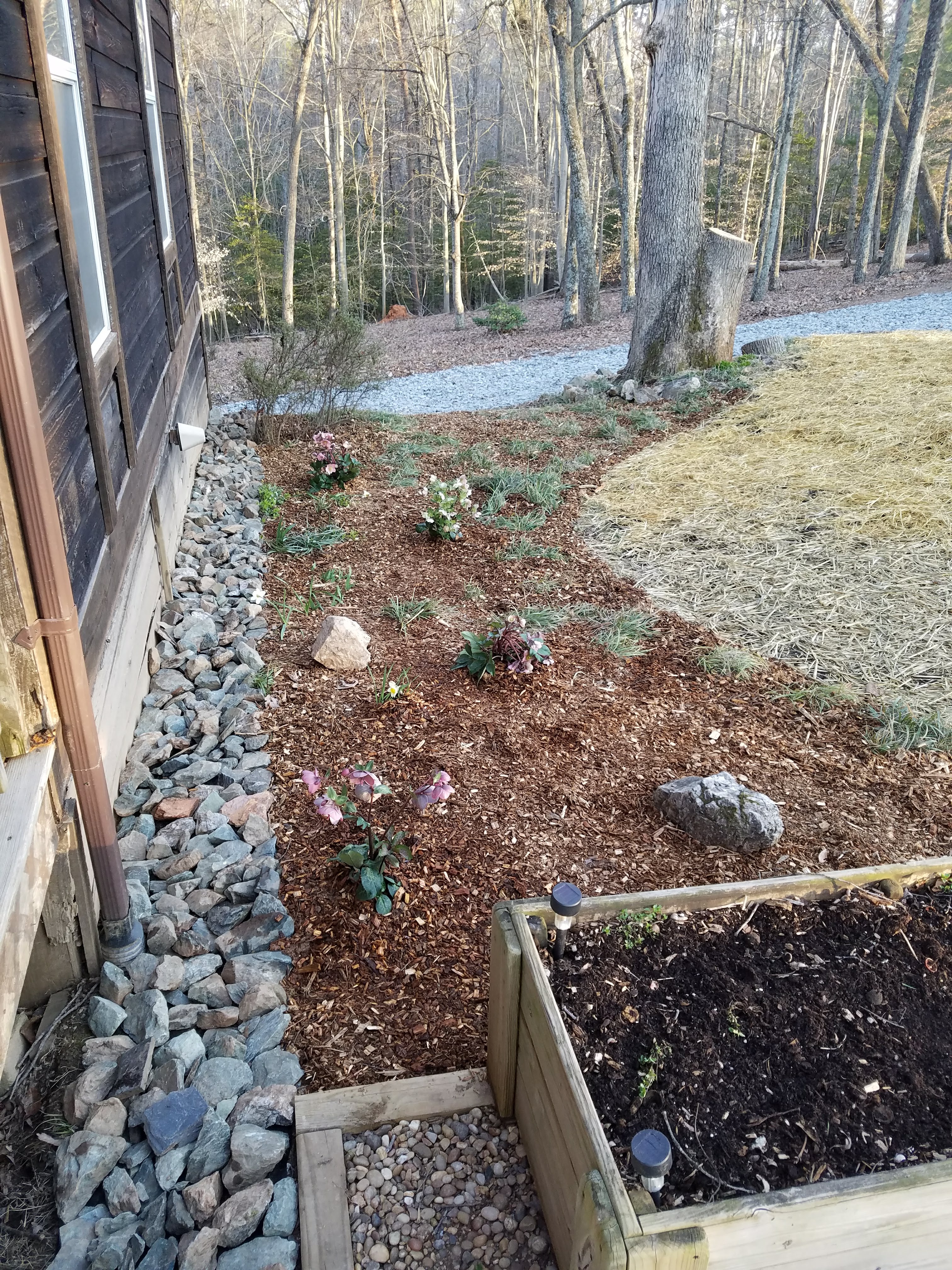 front garden March 25.jpg