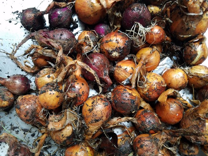 garden onions dirty.jpg