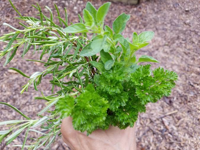 herbs.jpg