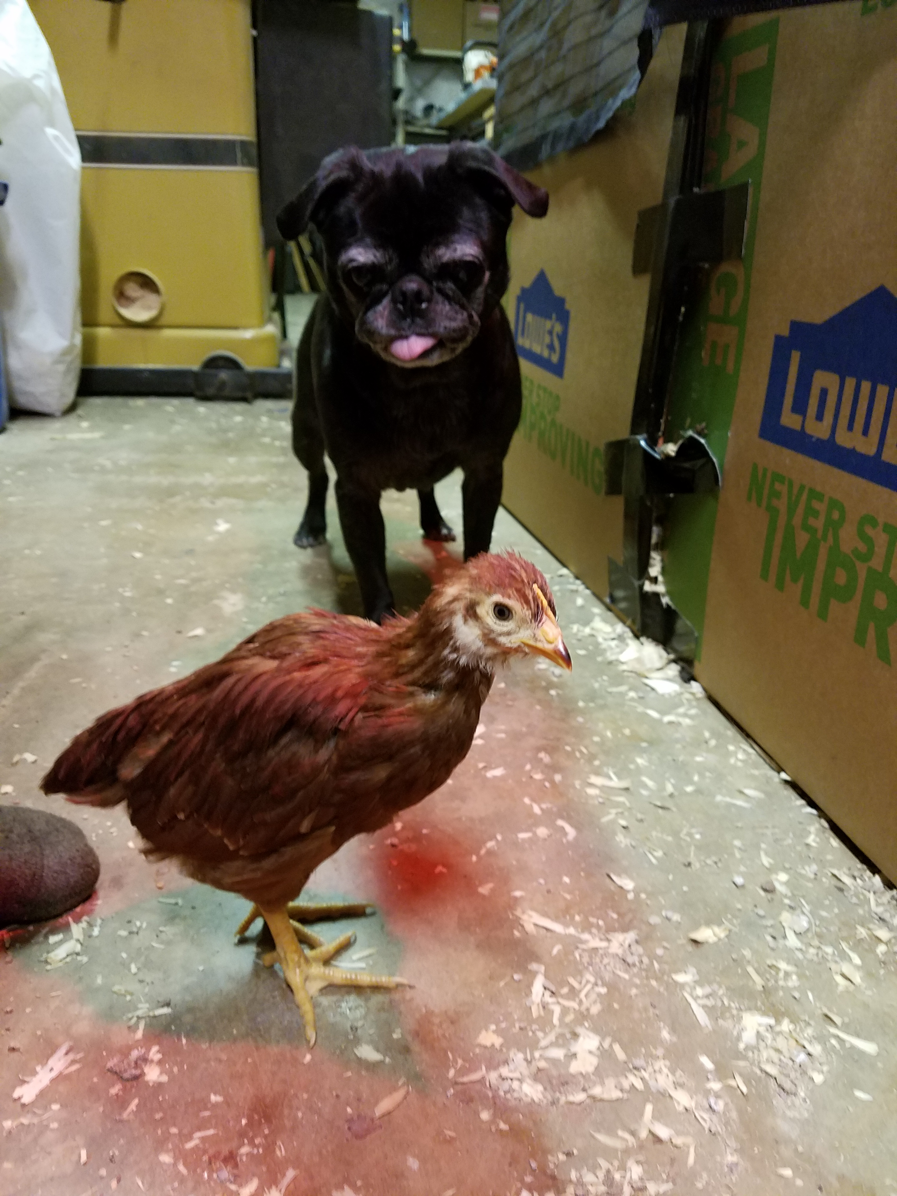 in basement with chicken 5.18.jpg