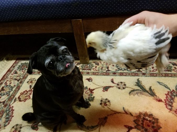 in basement with chicken2.jpg