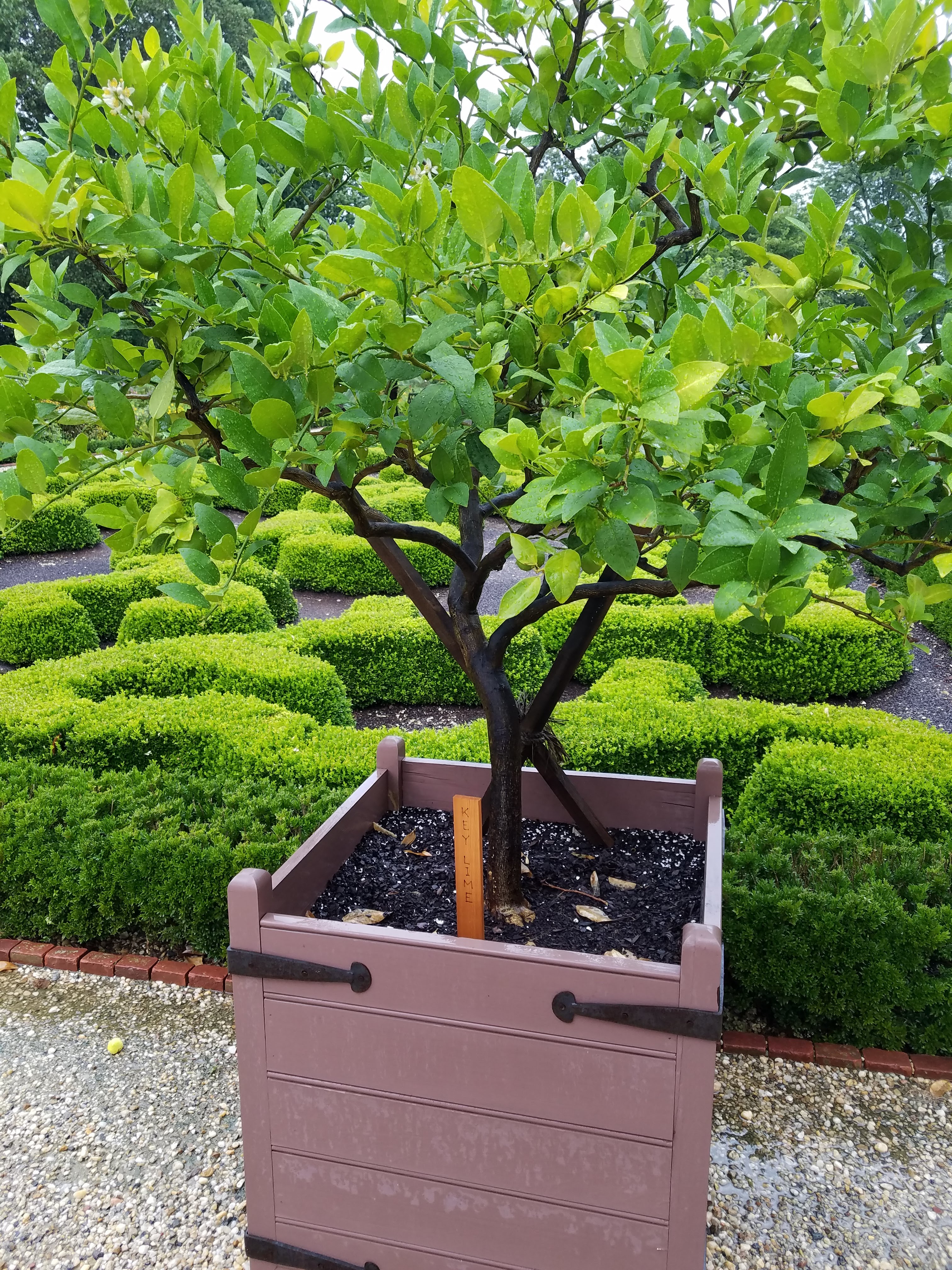 key lime reflecting Washington's interest in tropical plants.jpg