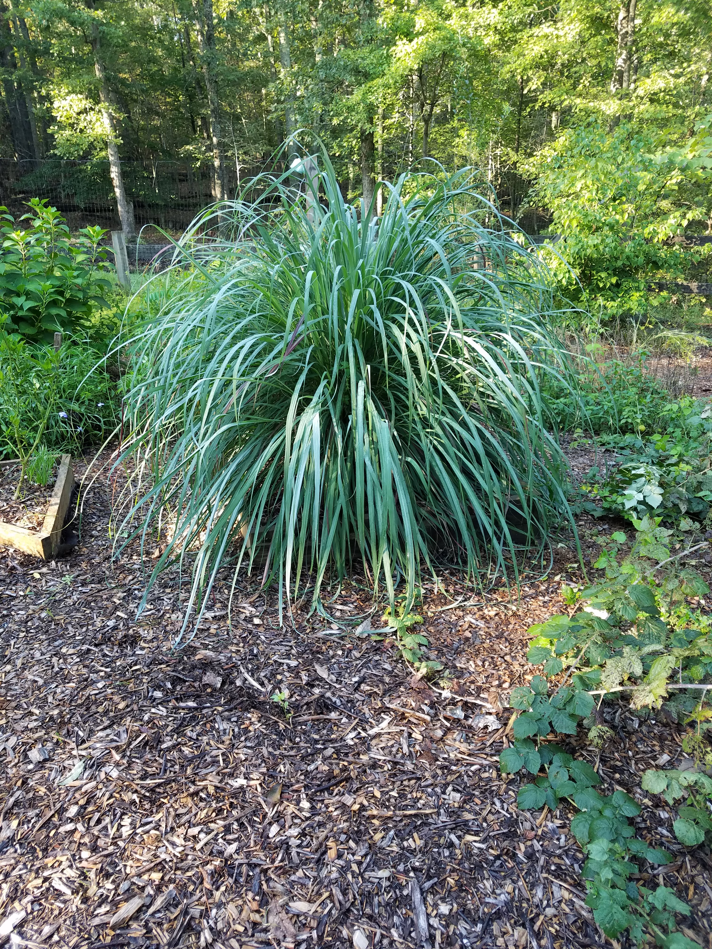 lemon grass 9.19.jpg