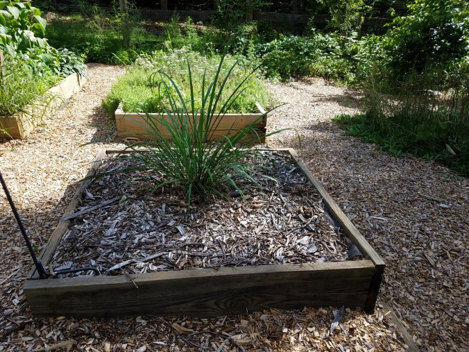 lemon grass in June.jpg