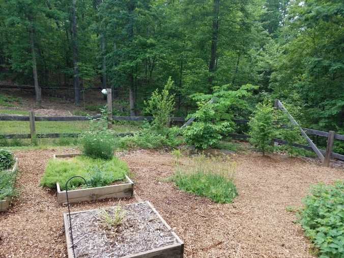 lemon grass in May.jpg