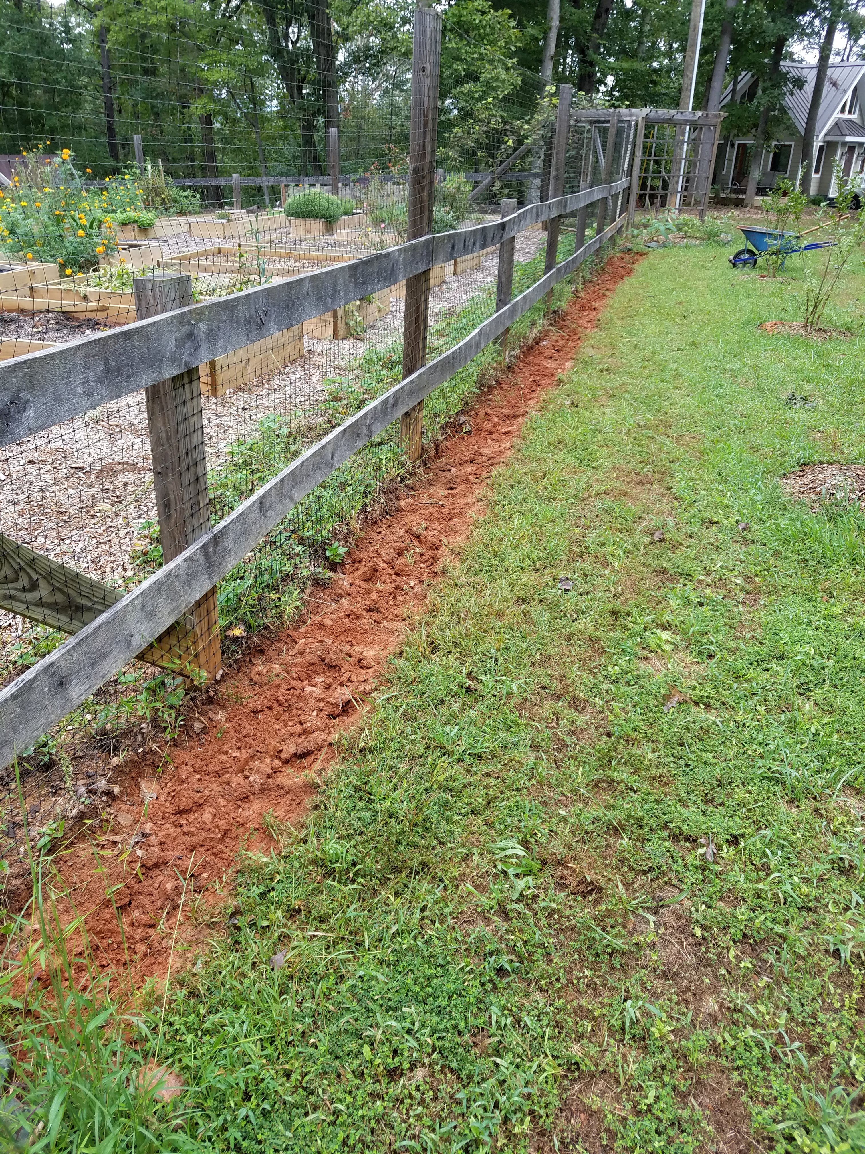 liriope first pass.jpg