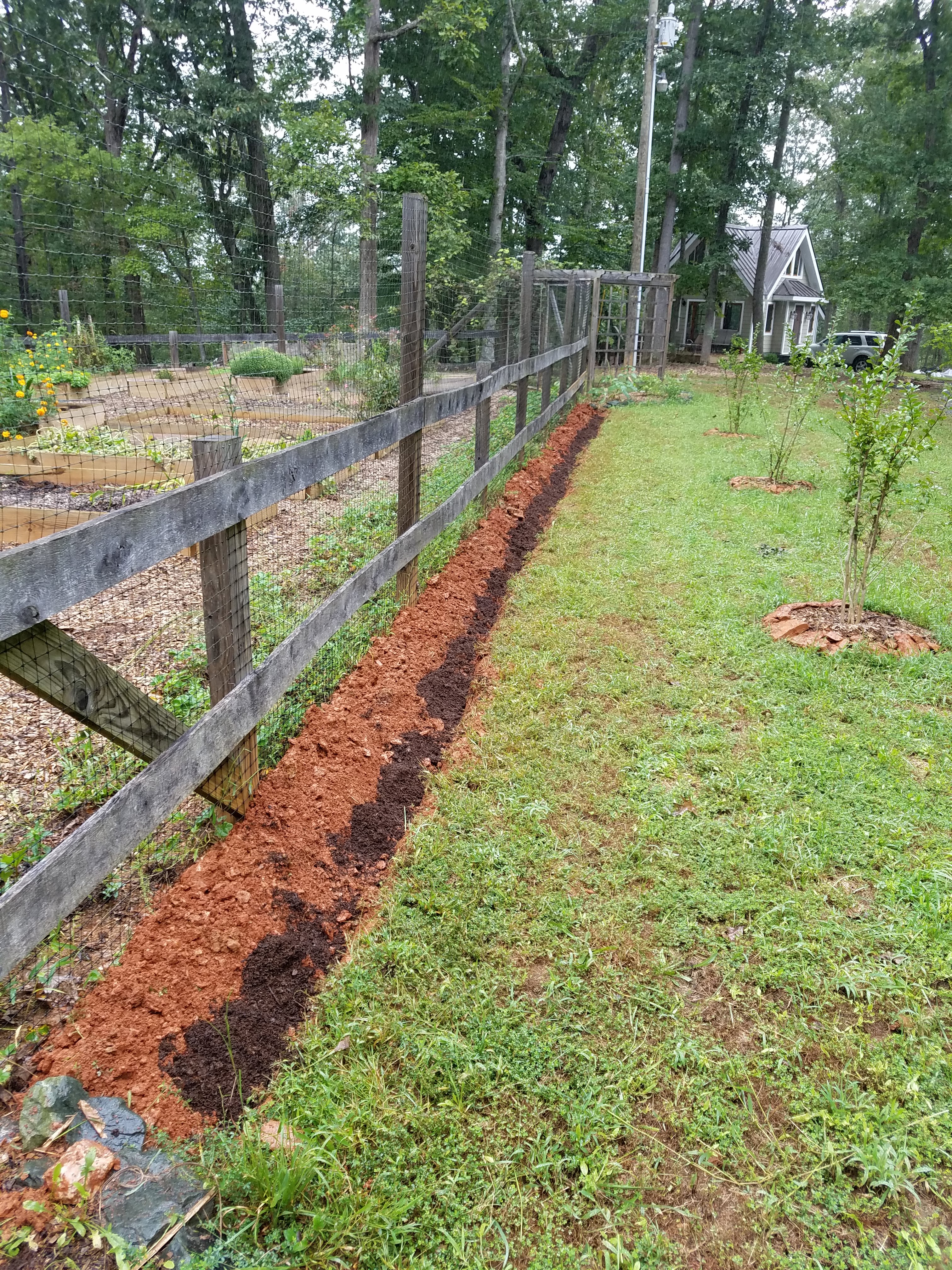 liriope with manure.jpg