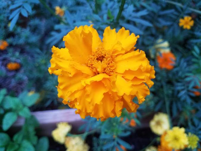 marigold close up.jpg