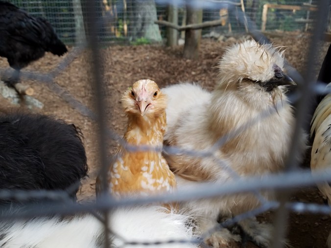 Miss D'uccle (2).jpg