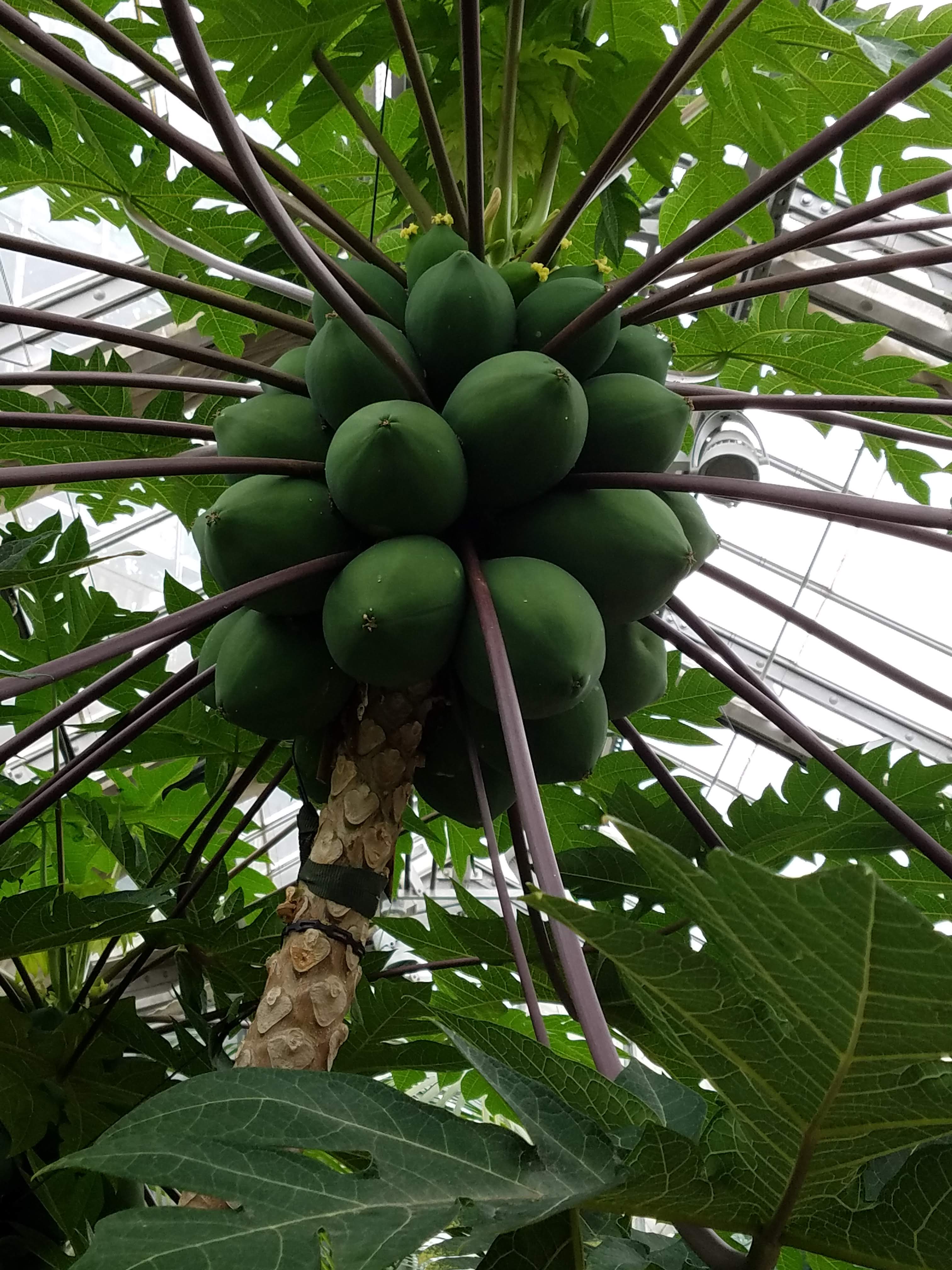 papaya2.jpg