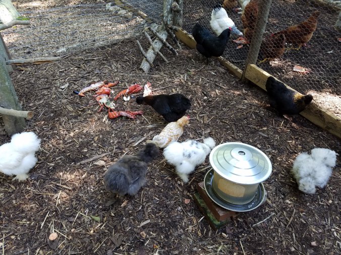 rejecting lobster.jpg