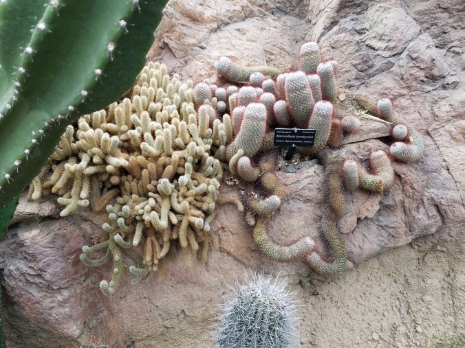 sausage cactus.jpg