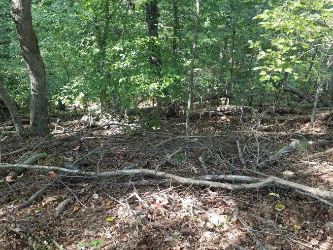 watermelon graveyard.jpg