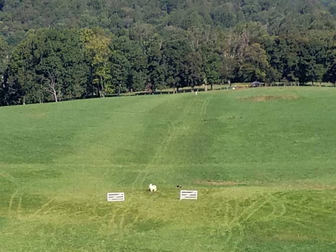 approaching fetch panels.jpg