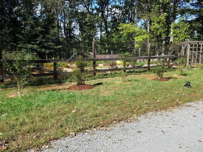 azaleas crape myrtles Coco2 (2).jpg