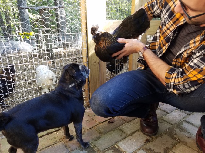 Coco and chicken3.jpg