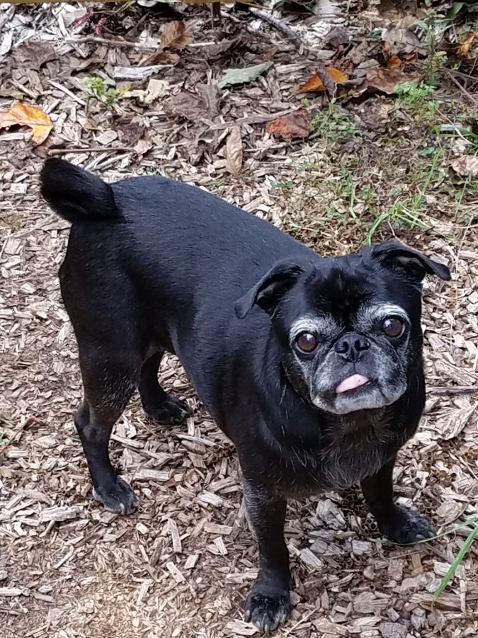 Coco in garden (2).jpg