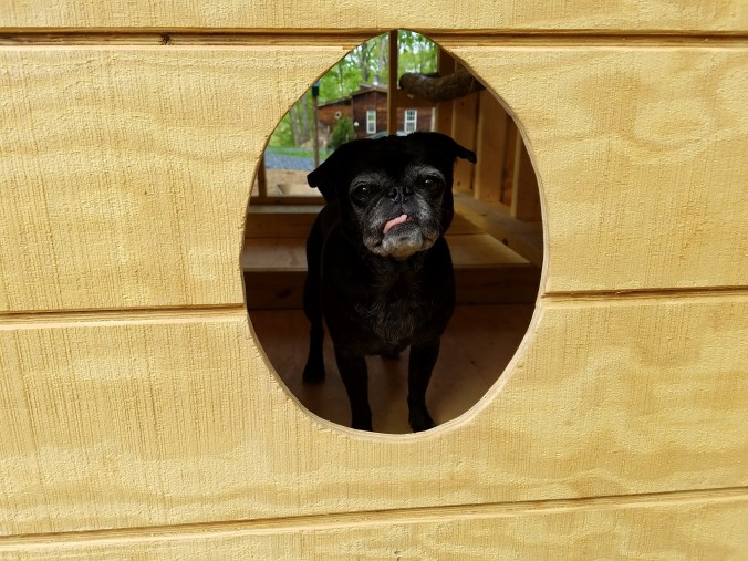 egg door in early May.jpg