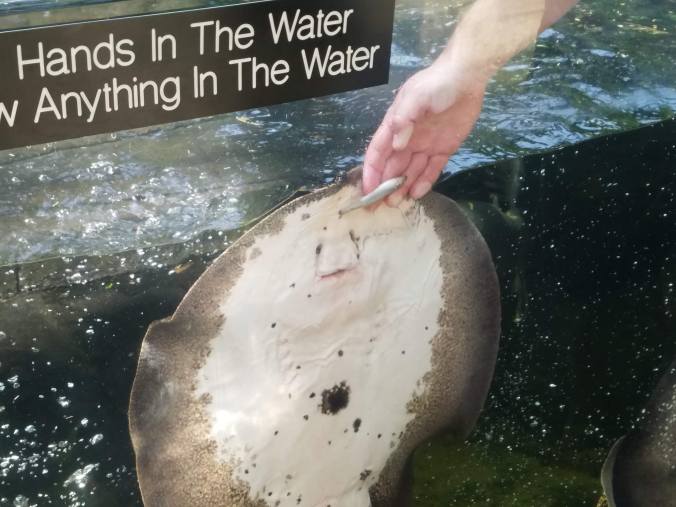 feeding the mantas.jpg