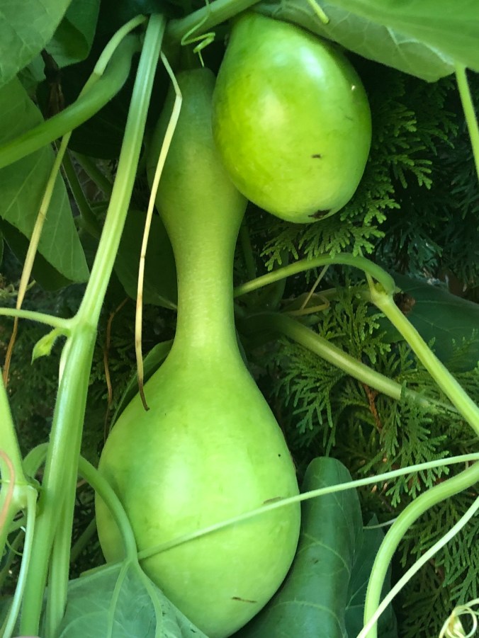 Louisa's gourds.jpeg