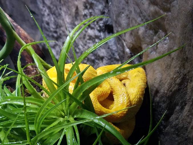 palm viper.jpg