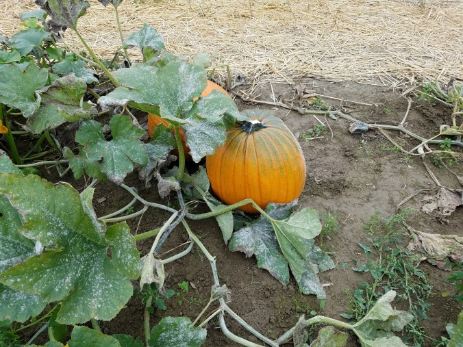 pumpkin8