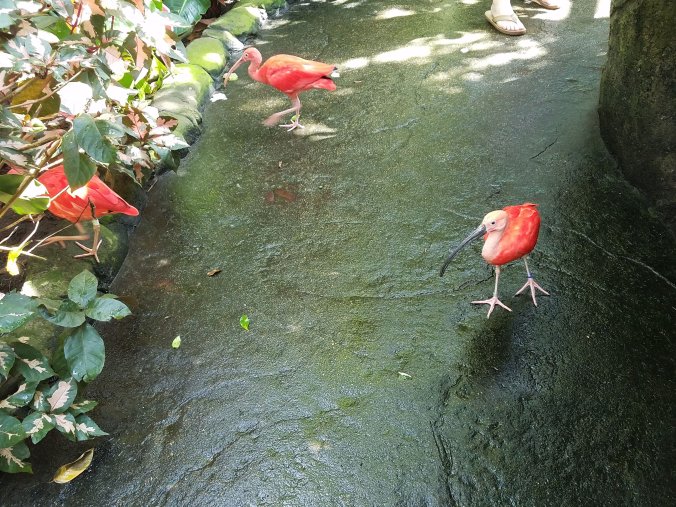scarlet ibises.jpg