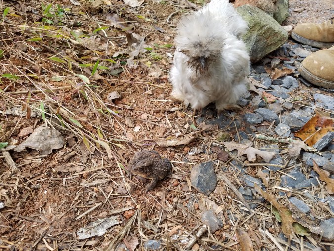 silkie meets toad.jpg