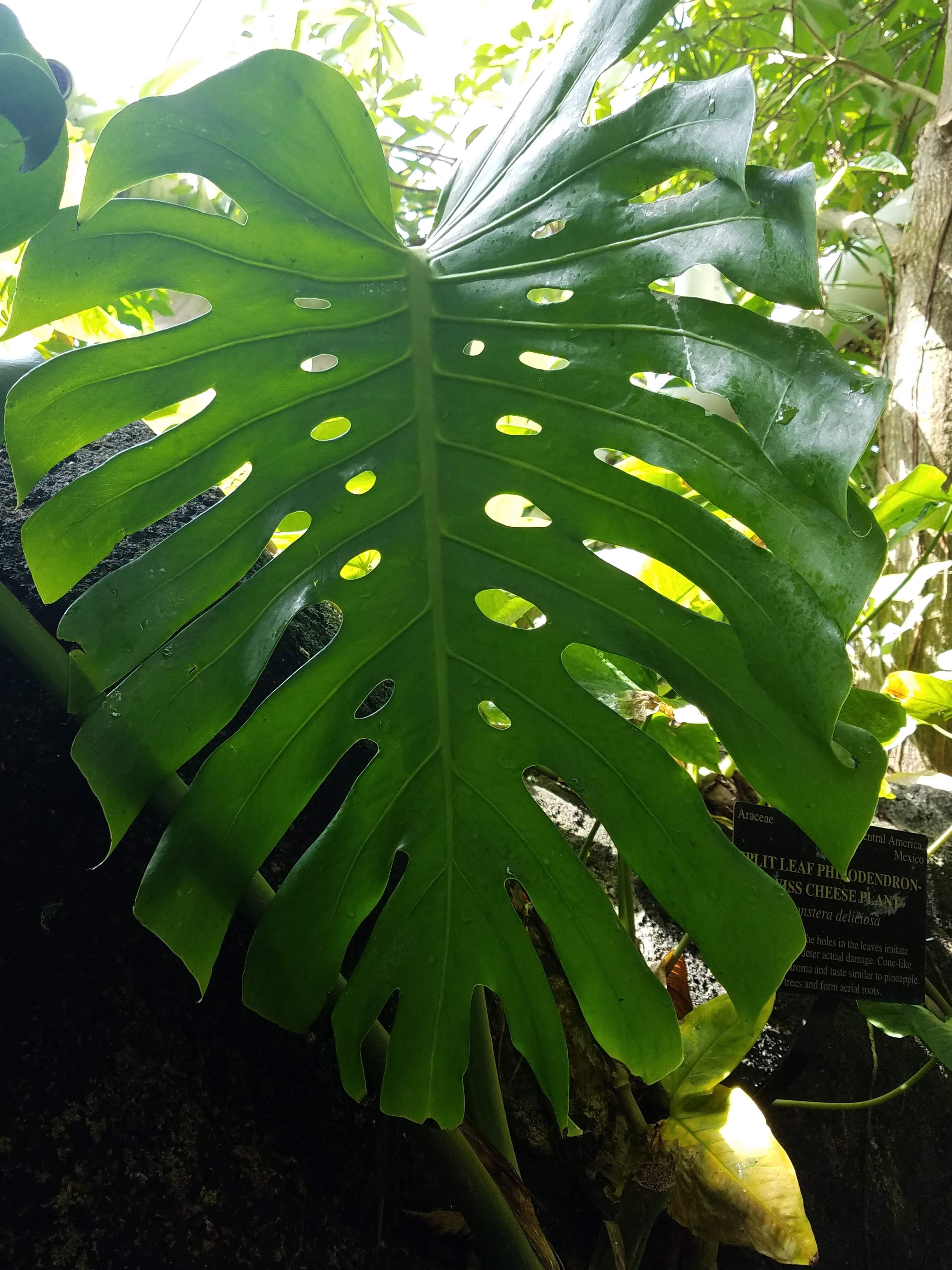 swiss cheese plant.jpg