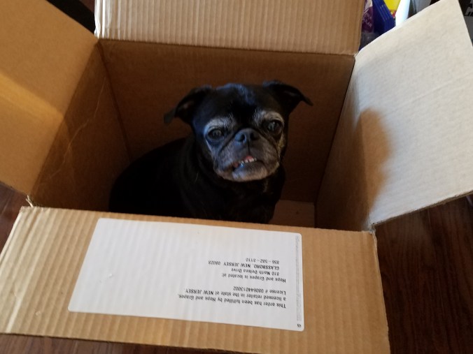 Coco in box (2).jpg