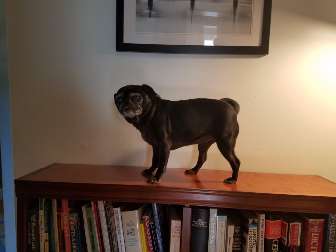 Coco on bookshelf.jpg