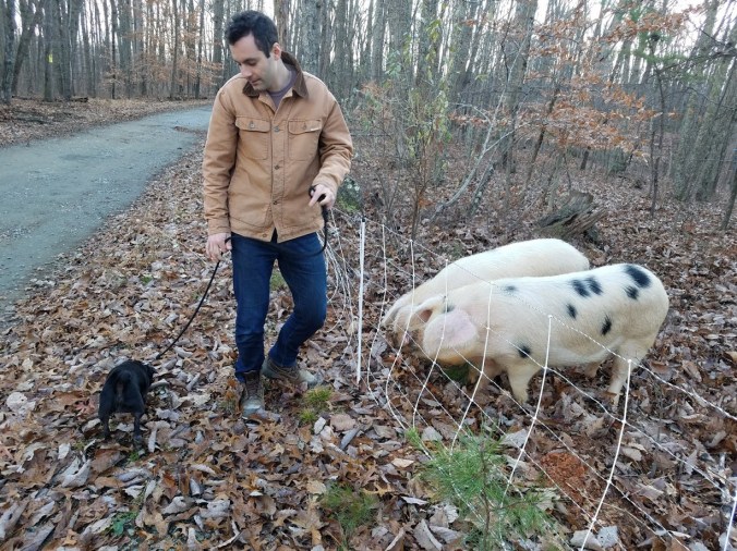 uninterested in pigs.jpg