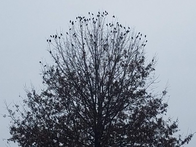 birds in a tree (2).jpg