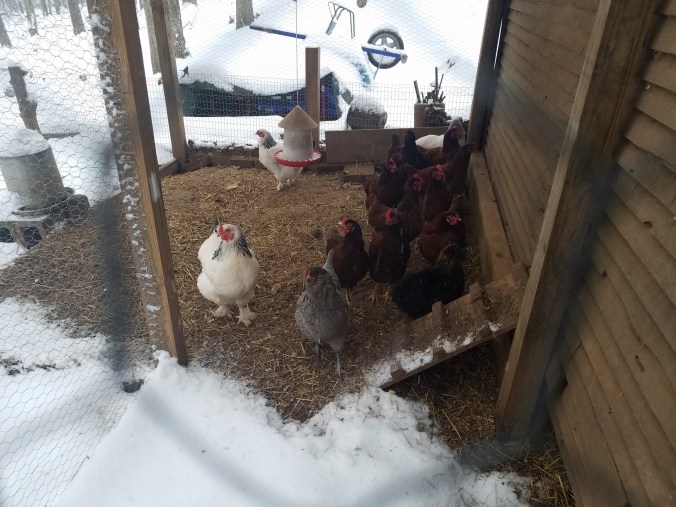 reluctant chickens.jpg