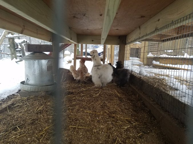 underneath chickens.jpg