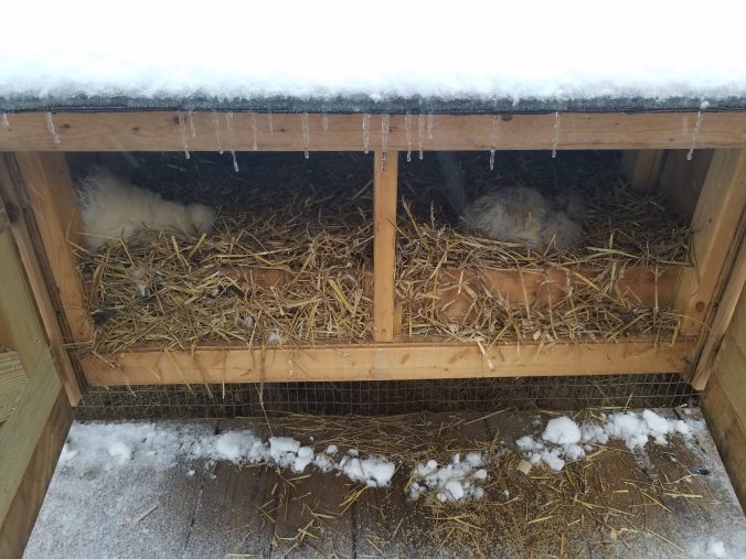 unwilling chickens.jpg