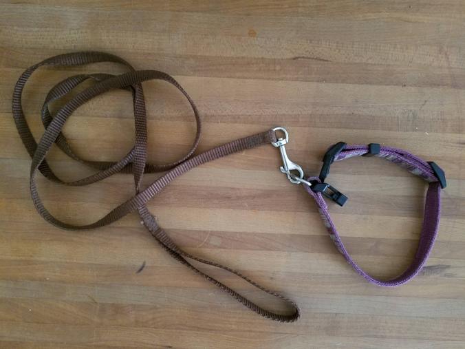alternate leash.jpg
