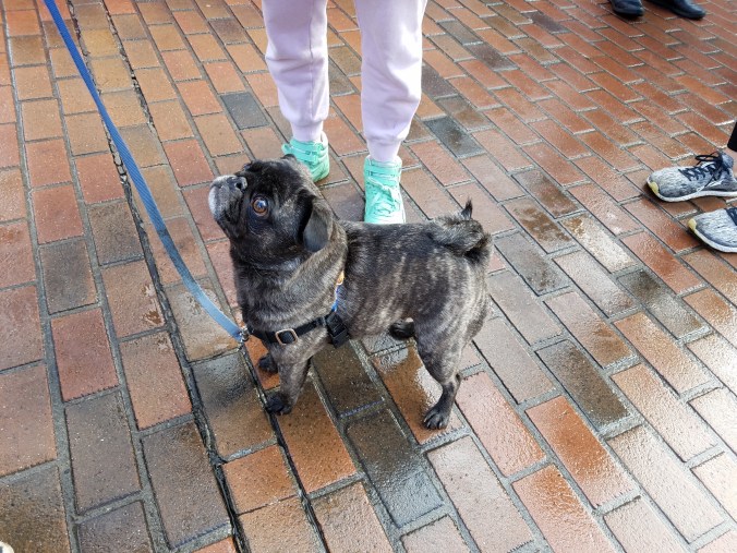 brindle pug.jpg