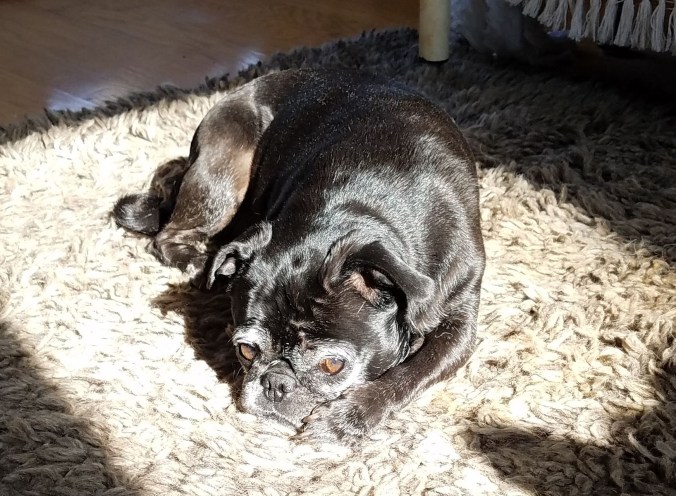 Coco in the sun cropped.jpg